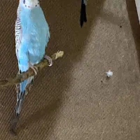 مرغ عشق|پرنده|سمنان, |دیوار