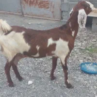 تالی زات دار ودرشت به شرط آوس فروشی