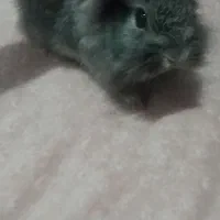 خرگوش طوسی باهوش با کلاس