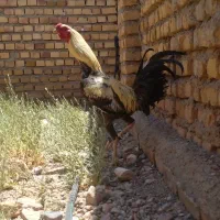 خروس لاری