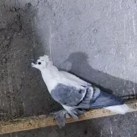 کبوتر رنگی نقش|پرنده|سراوان, |دیوار