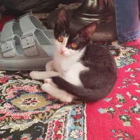بچه گربه