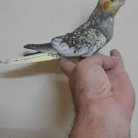 جوجه عروس هلندی|پرنده|مشهد, آزادشهر|دیوار