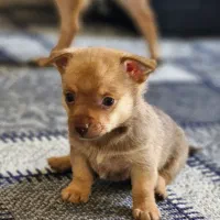 توله شیواوا  وارداتی|سگ|صدرا-فارس, فاز ۱|دیوار