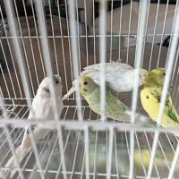 مرغ عشق|پرنده|تایباد, |دیوار