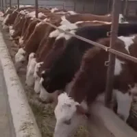 دام‌شهر بندرترکمن فروش بهترین گوساله پرواری|حیوانات مزرعه|ساوه, |دیوار