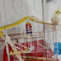 عروس هلندی لوتینو نر چهار پنج ماهشه سالم سالم