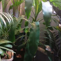 فروش گیاهان اپارتمانی