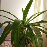 گل ذرتی|گل و گیاه طبیعی|فسا, |دیوار