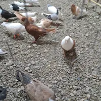 ی بوم پرنده|پرنده|تاکستان, |دیوار