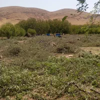 خرید ضایعات وانواع چوب|خدمات باغبانی و درختکاری|میاندوآب, |دیوار