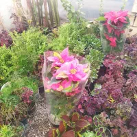 ارزانسرای گل وگیاه