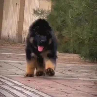 توله ژرمن شولاین مو بلند