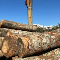 خرید و فروش چوب چنار راش توسکا گردو ابعادی کاج