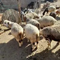 ۱۲ را میش داشتی ابستن به وقت زایمان
