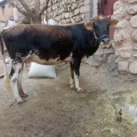 گاو آبستن
