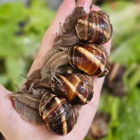 حلزون اسکارگو و انواع نژاد اچاتینا