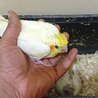 جوجه عروس هلندی