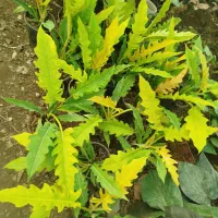 گل  خانه|گل و گیاه طبیعی|آزادشهر, |دیوار