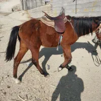 اسب|اسب و تجهیزات اسب‌سواری|دماوند, دماوند|دیوار