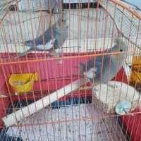 عروس هلندی|پرنده|تهران, مسعودیه|دیوار