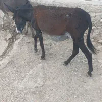 الاغ ماده با کره نر|حیوانات مزرعه|فیروزآباد (لرستان), |دیوار