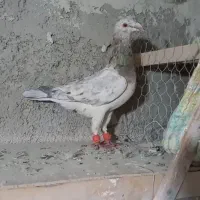 کبوتر کبود پلاکی و زرد هفترنگ