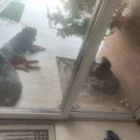 نیازمند پتو های کهنه و بدردنخور شما