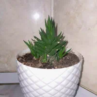 گل اپارتمانی