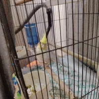 عروس هلندی|پرنده|اهواز, شهرک دانشگاه|دیوار