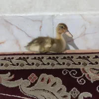فروش جوجه اردک پکنی|حیوانات مزرعه|چناران, |دیوار