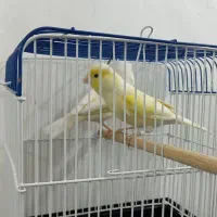قناری موزاییکی