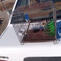 سهره جوجه نر|پرنده|سنقر, |دیوار