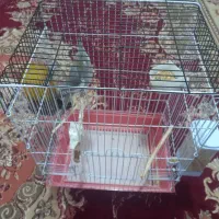 عروس هلندی ماده|پرنده|ارزوئیه, |دیوار