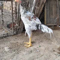 لاری|حیوانات مزرعه|شیراز, ارم|دیوار
