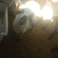 گوسفند قوچ بزرگ