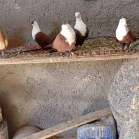 کفتر سر سفید دم سفید کلاغ