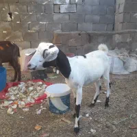 فروش بز ابستن نزدیک|حیوانات مزرعه|بندر کنگان, |دیوار