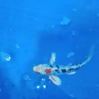 ماهی کوی سایز مولد کلکسیونی با قیمت مناسب|ماهی|تهران, مینابی|دیوار