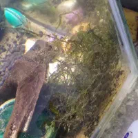 اکواریوم ماهی گوپی و چانا تخفیف خورده|ماهی|همدان, |دیوار