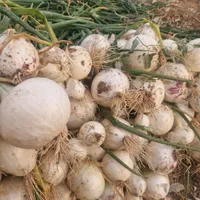 بذر پیاز روز کوتاه و روز بلنده|عمده‌فروشی|تیران, |دیوار