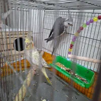 عروس هلندی