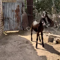 بزغاله نر پاکستانی خالص