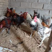 جوجه محلی هم برا کشت هم برا داشت