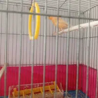 قناری|پرنده|فولادشهر, B7|دیوار