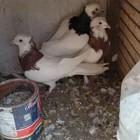 طوقی|پرنده|اصفهان, عاشق‌آباد|دیوار