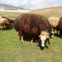 شیشک 3شیره میش چفته دار