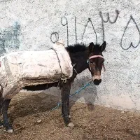 دو عدد قاطر فروشی