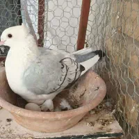 کبوتر بلژیکی بسیار اهلی پر آبی