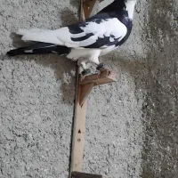 ۴تا کفتر نر پرشی بزن بهادر